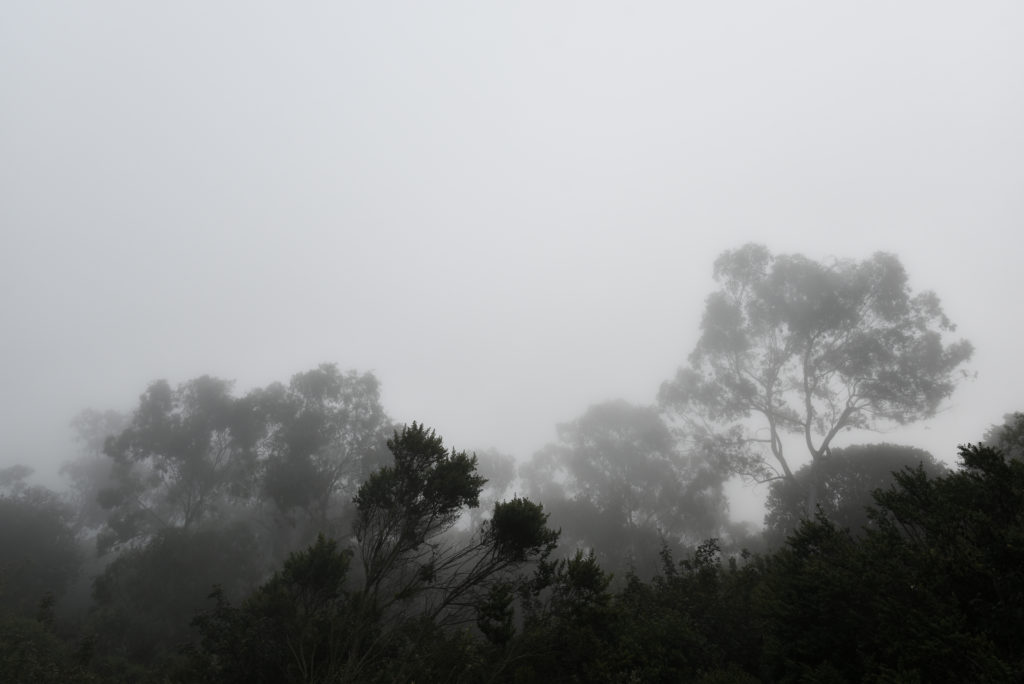 Trees in fog