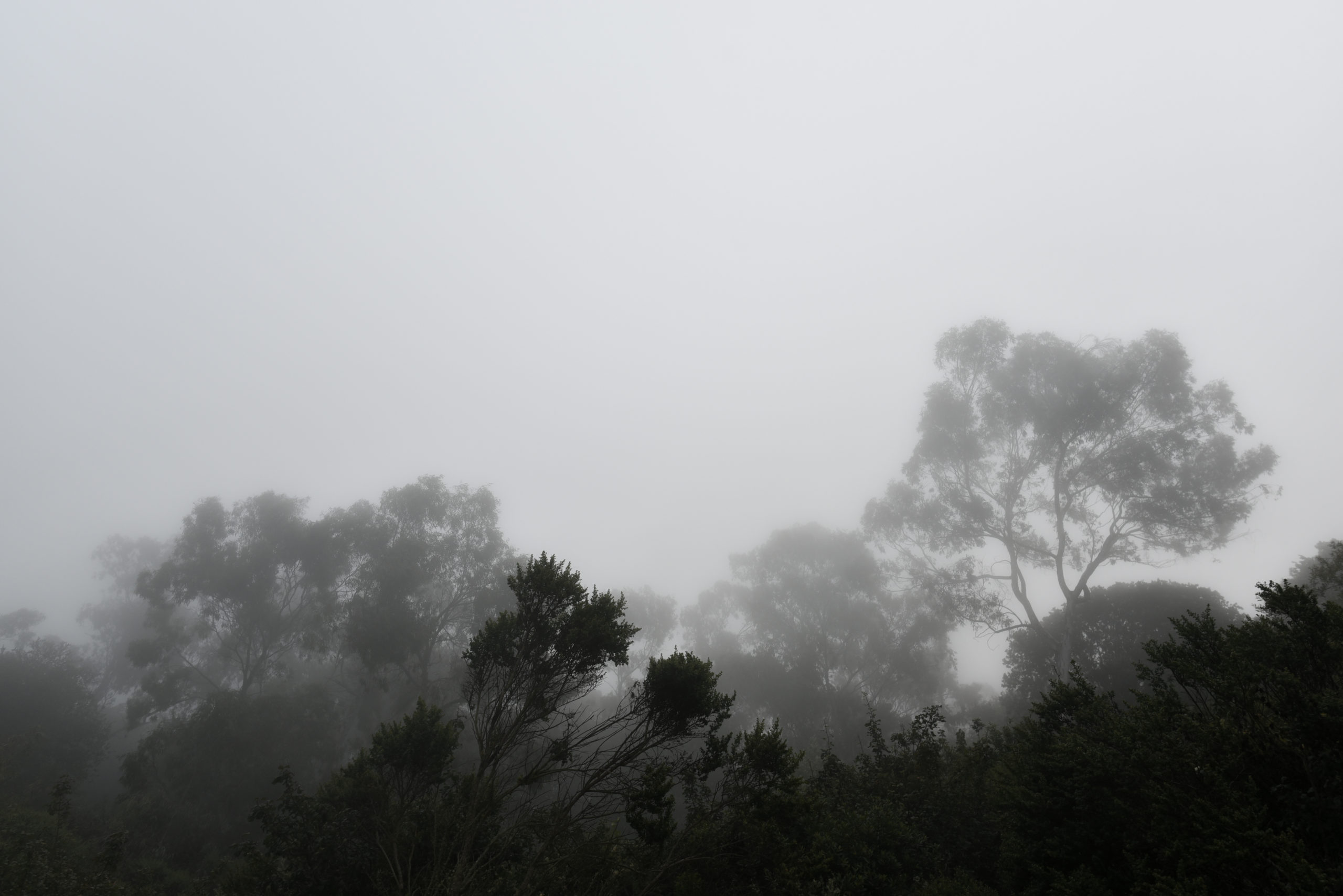 July 21 Grizzly Peak Trail, Berkeley Hills, California