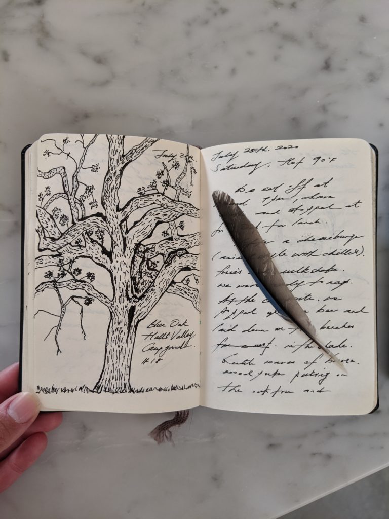 A sketch of the blue oak tree